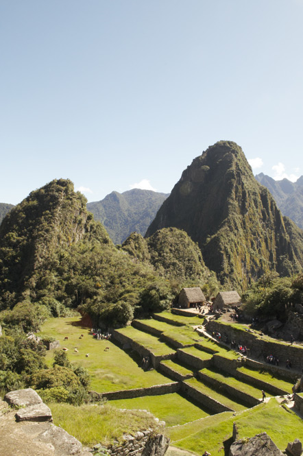 Llamas and alpacas grazing on the terraces below.