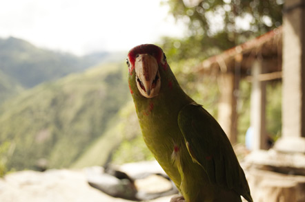 The parrot that tried to eat Emily's shoe.